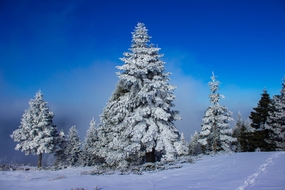 冬季积雪覆盖的雪松图片